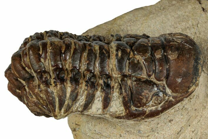 Bargain, Crotalocephalina Trilobite - Atchana, Morocco #261838
